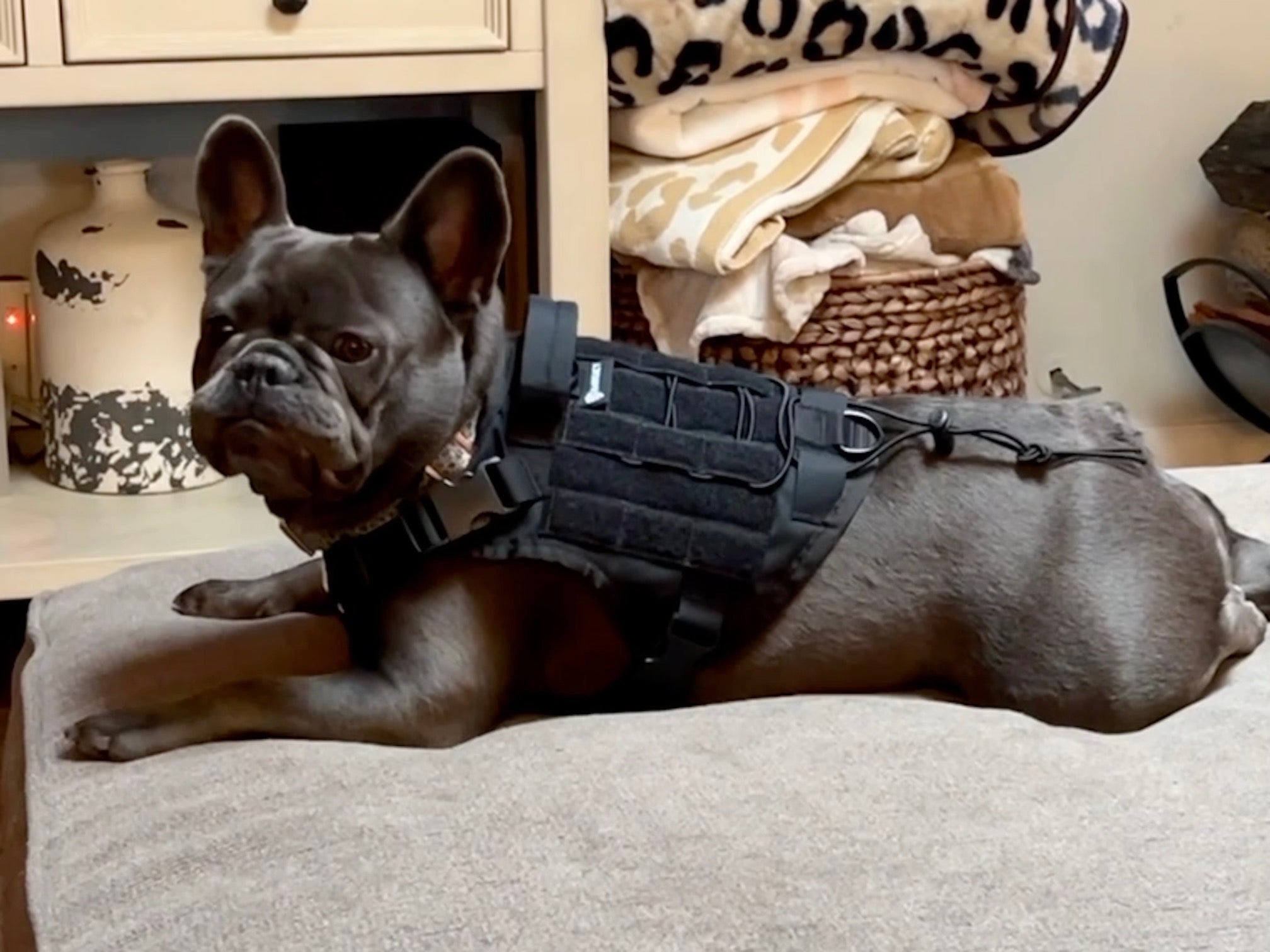 Puppy tactical harness best sale